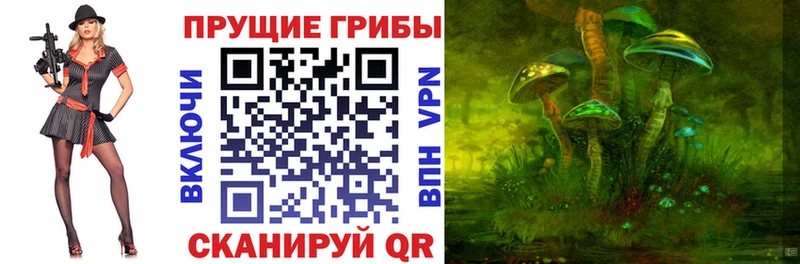 Купить где  Пустошка  Галлюциногенные грибы Psilocybine cubensis 